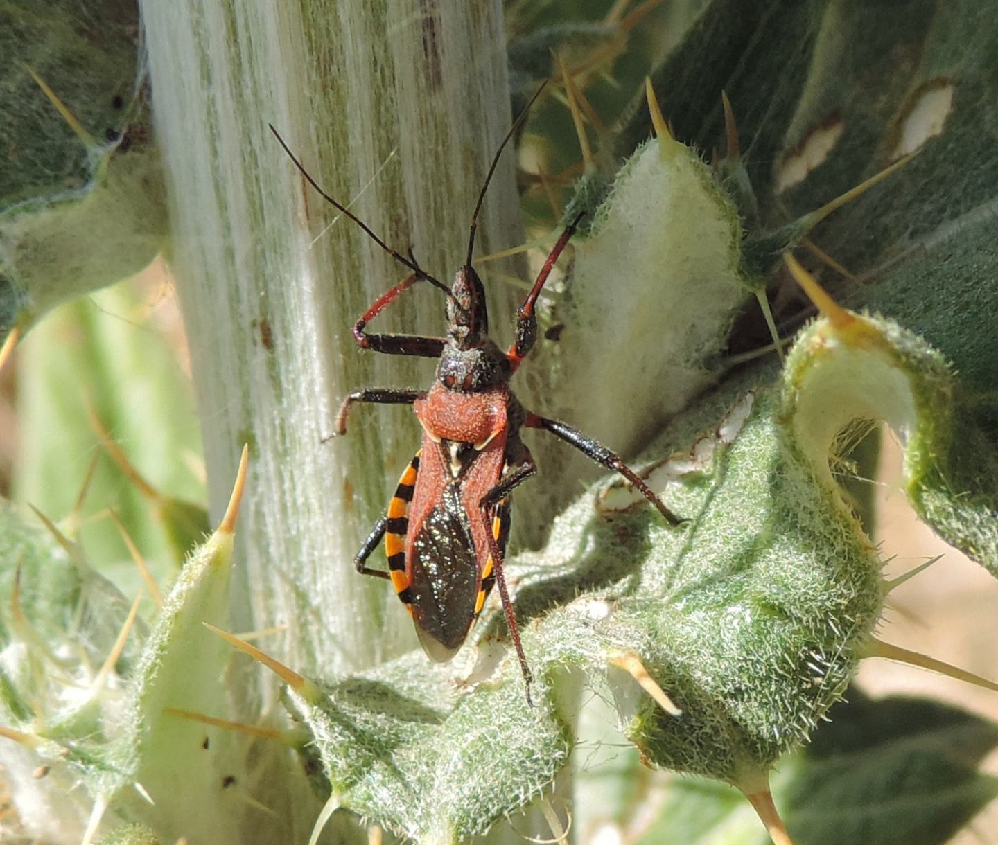 Reduviidae: Rhynocoris erythropus?  S !