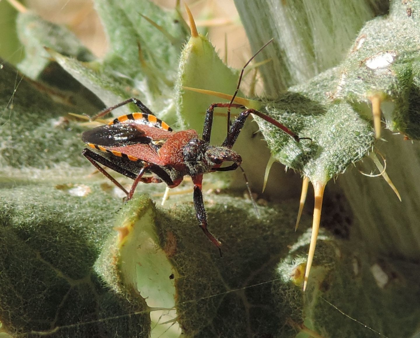 Reduviidae: Rhynocoris erythropus?  S !