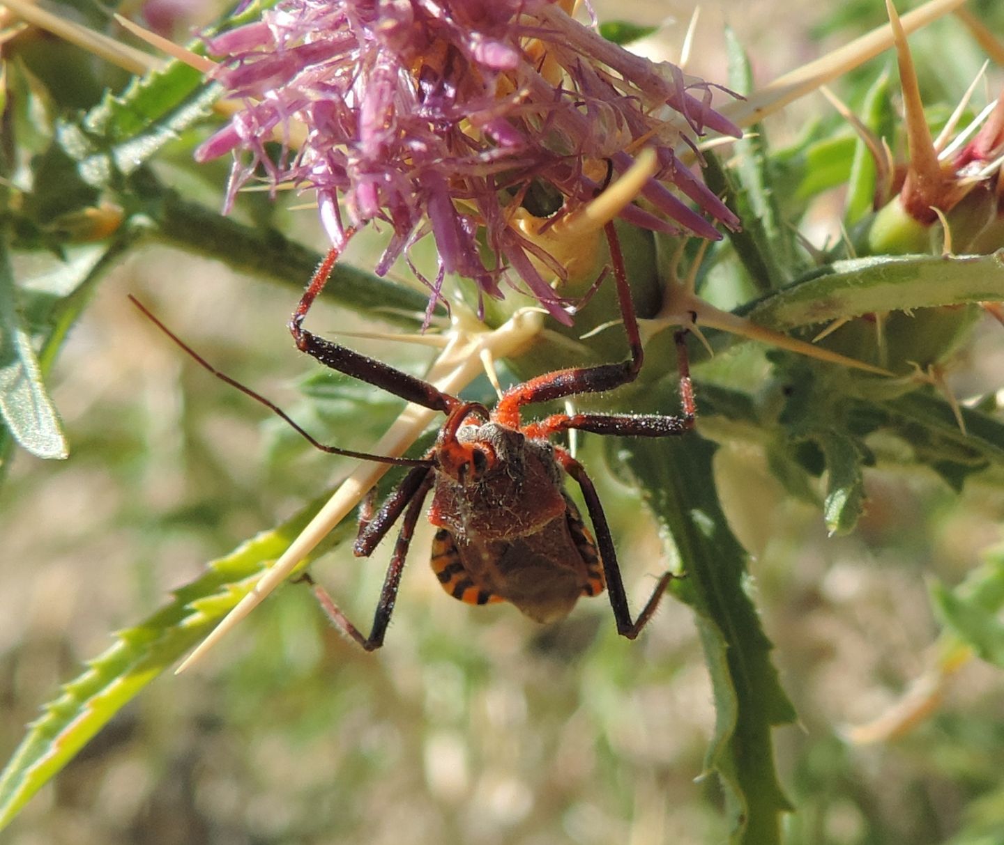 Reduviidae: Rhynocoris erythropus?  S !