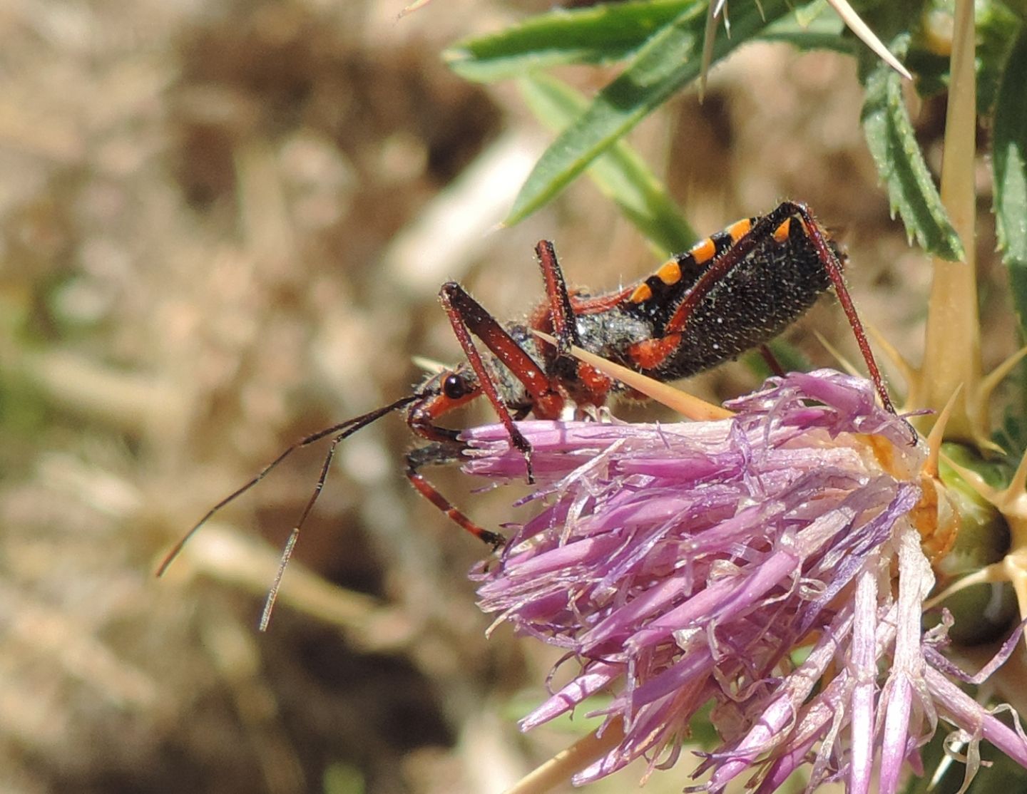 Reduviidae: Rhynocoris erythropus?  S !