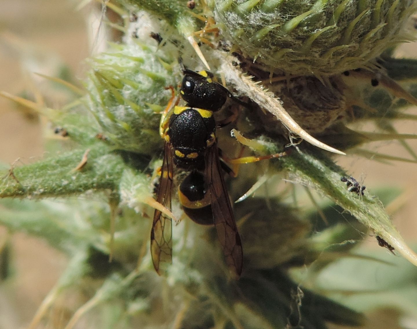 Vespidae Eumeninae: Ancistrocerus longispinosus longispinosus