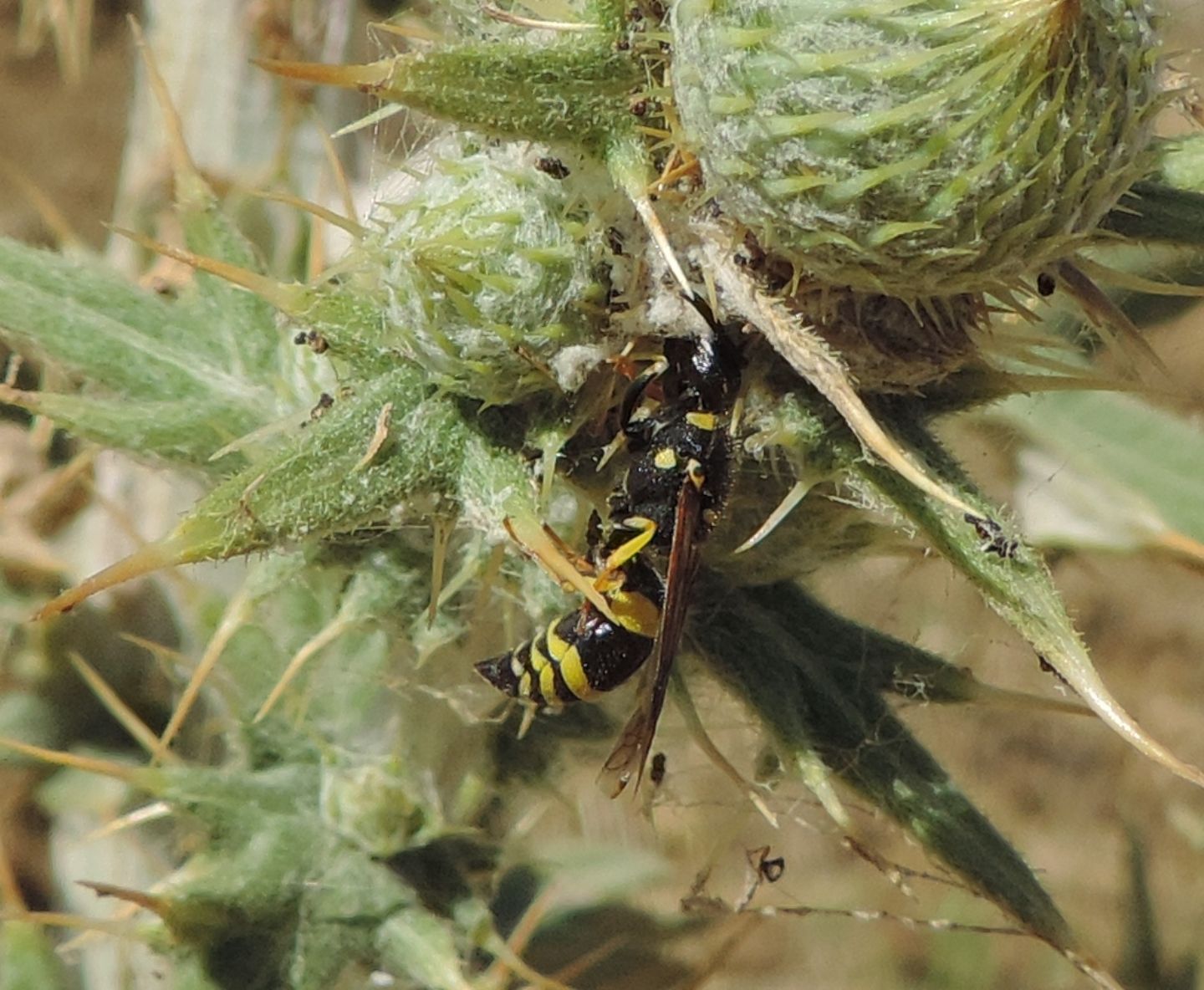 Vespidae Eumeninae: Ancistrocerus longispinosus longispinosus