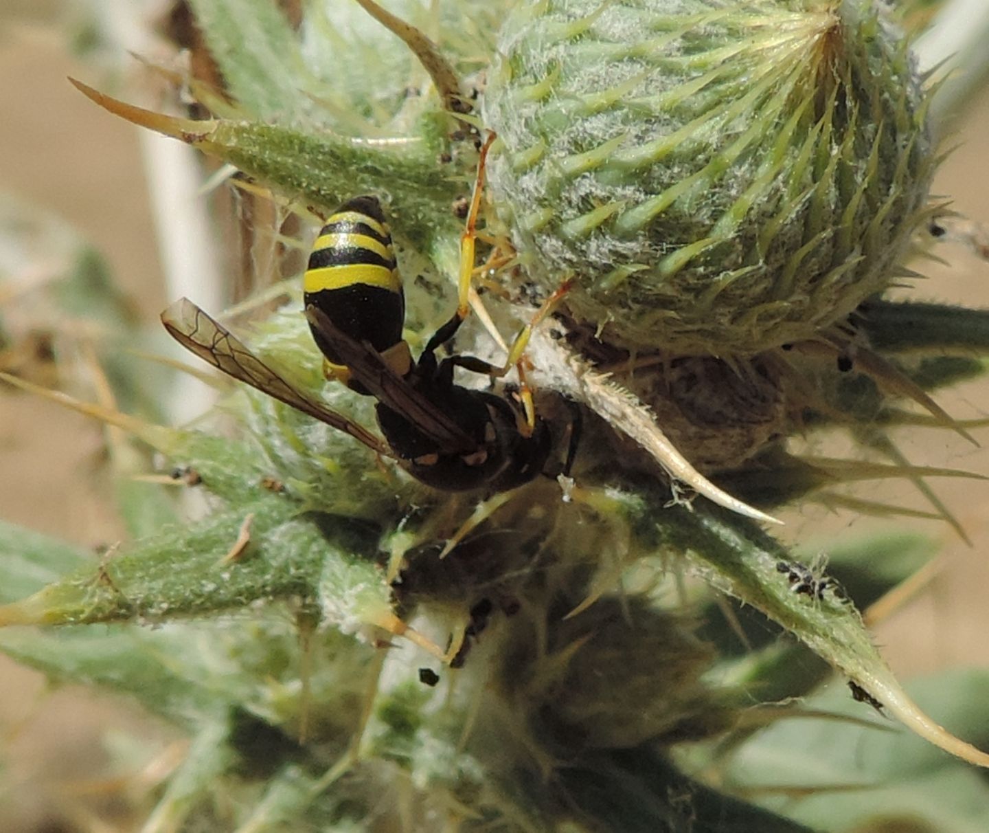 Vespidae Eumeninae: Ancistrocerus longispinosus longispinosus