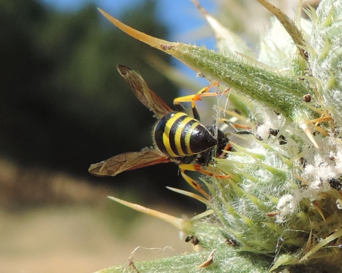 Vespidae Eumeninae: Ancistrocerus longispinosus longispinosus