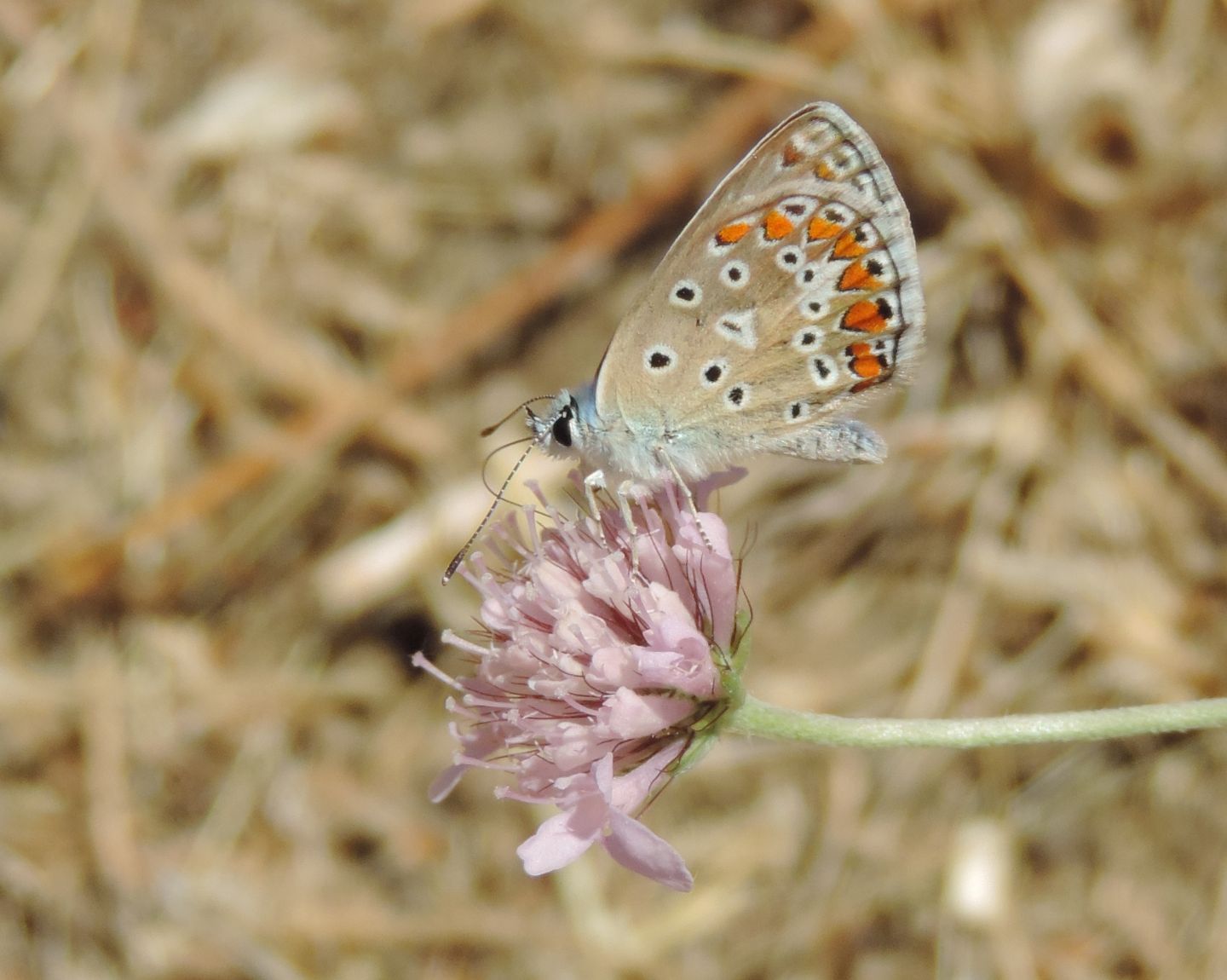 Polyommatus celinus? con domanda