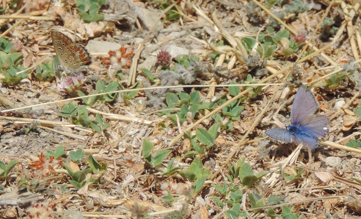 Polyommatus celinus? con domanda