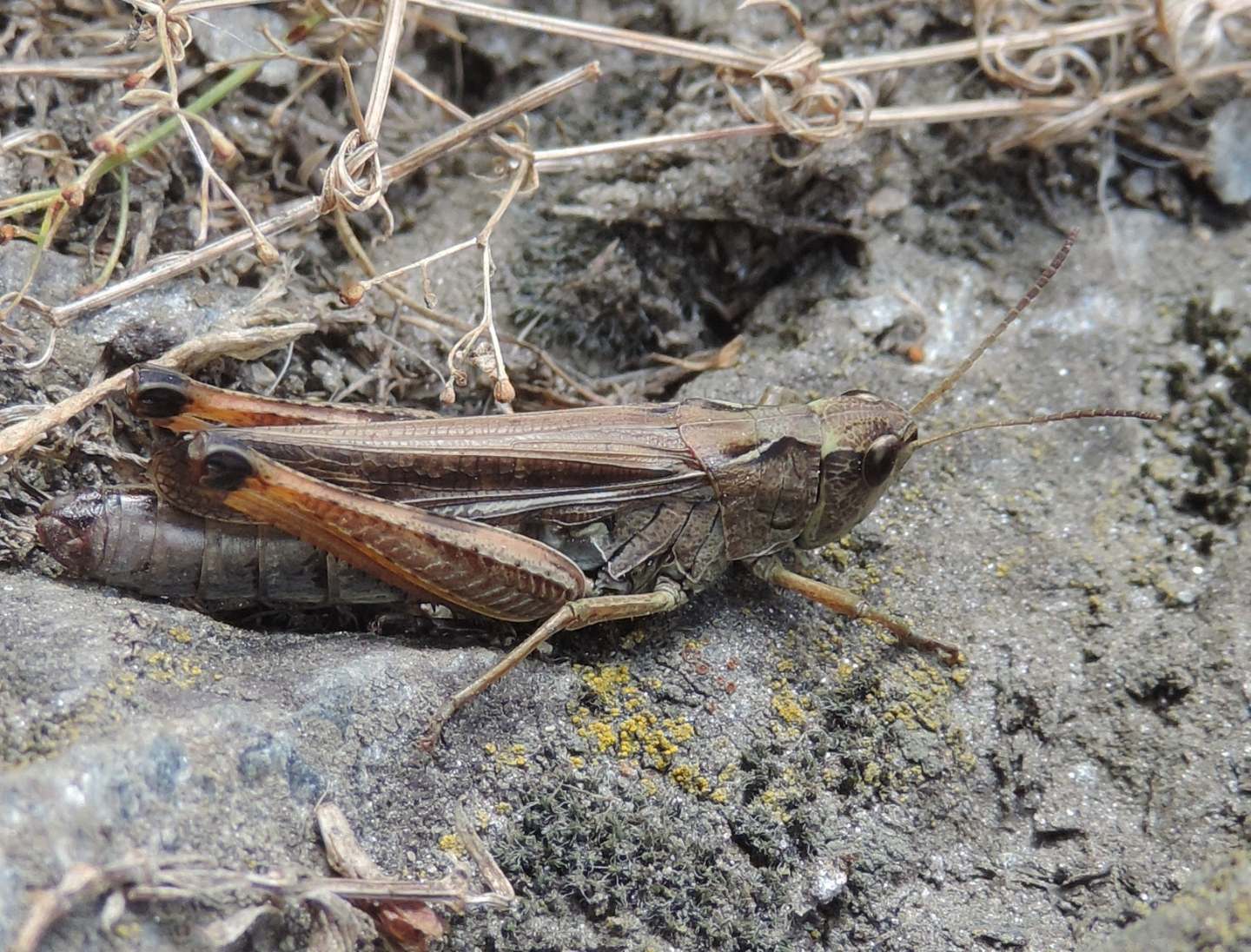 Chorthippus apricarius? No, Stauroderus scalaris, femmina