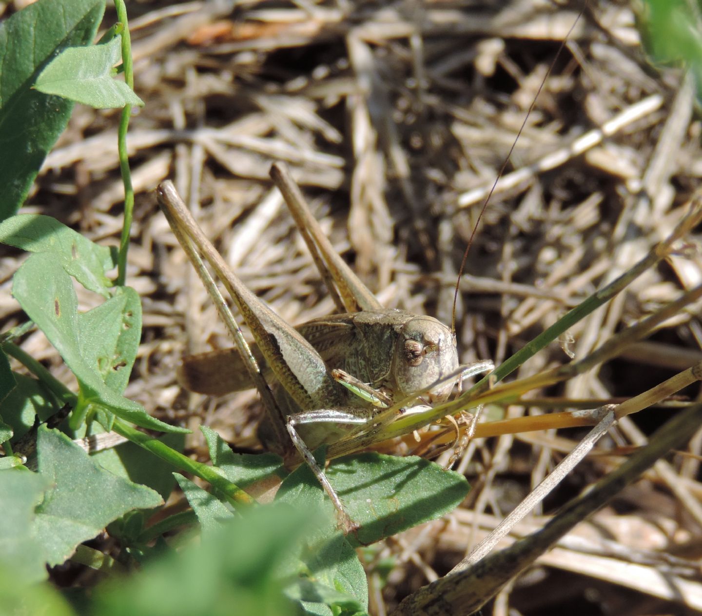 Tettigoniidae: Platycleis sp.?  S !