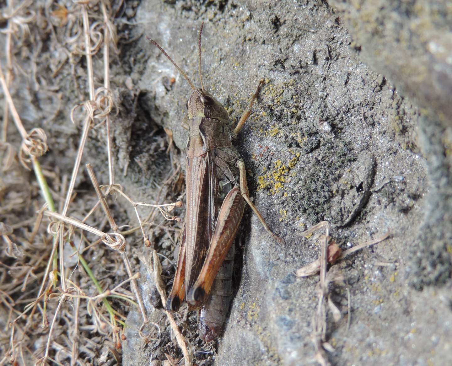 Chorthippus apricarius? No, Stauroderus scalaris, femmina