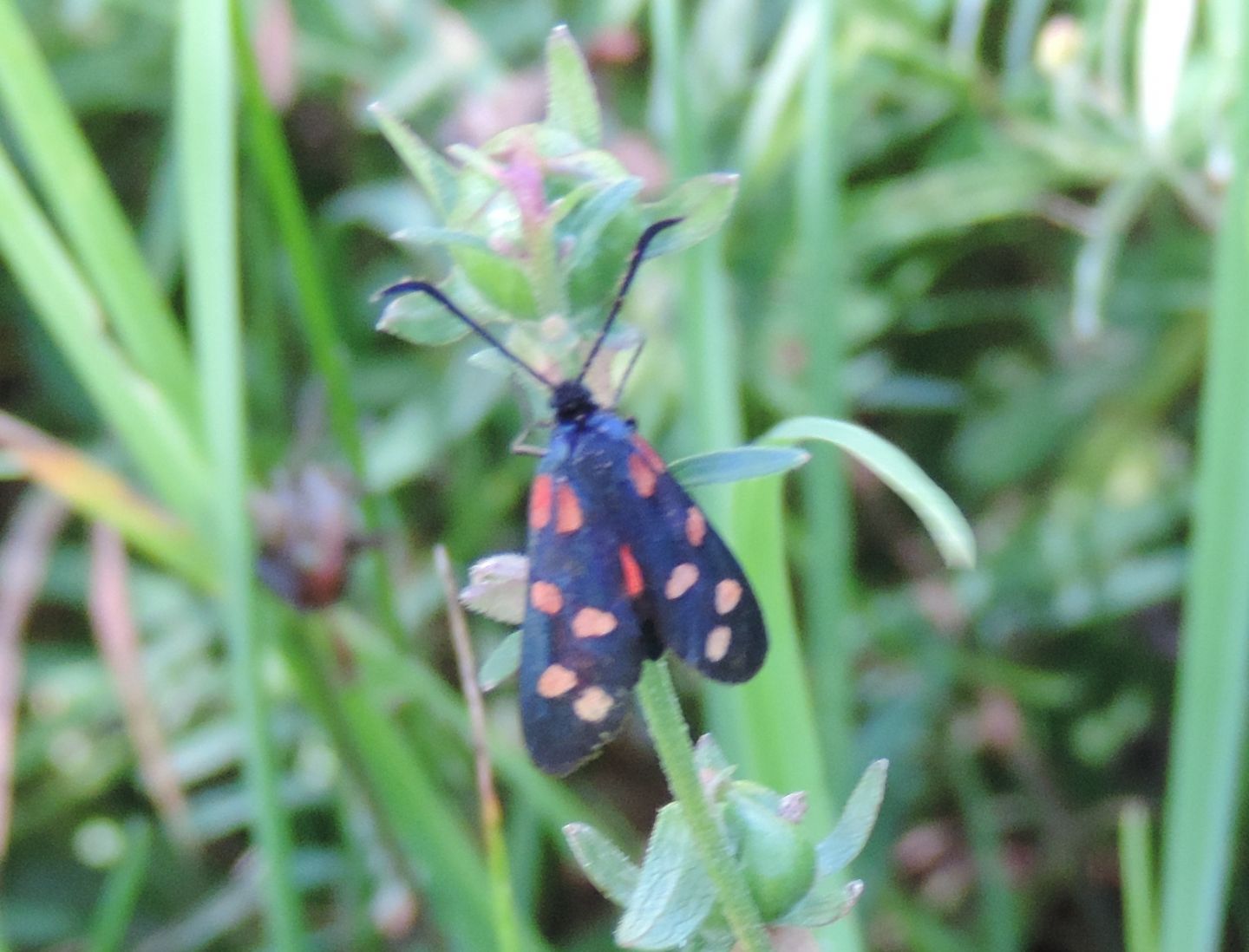 Altra Zygaena, forse transalpina? S