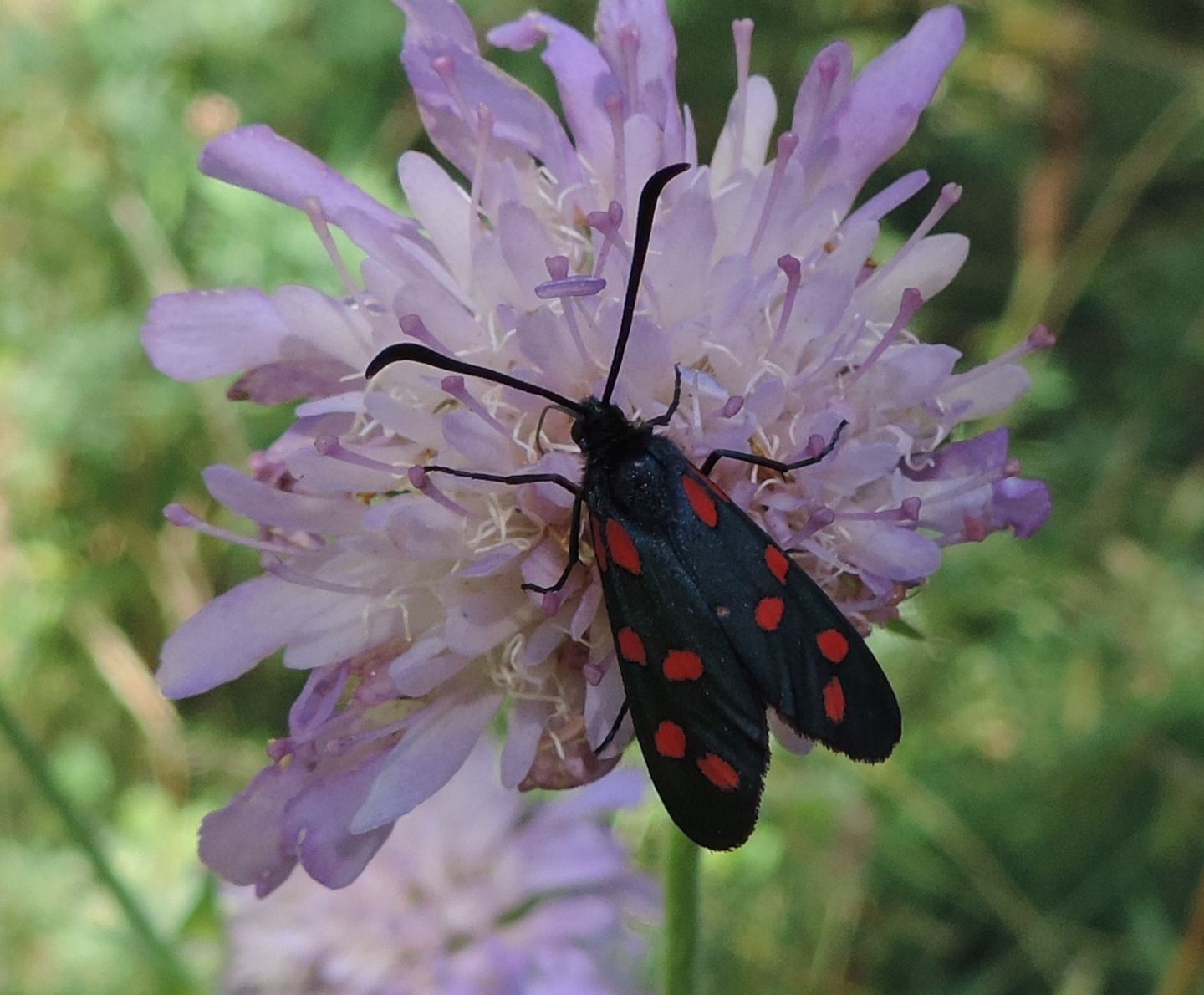 Altra Zygaena, forse transalpina? S