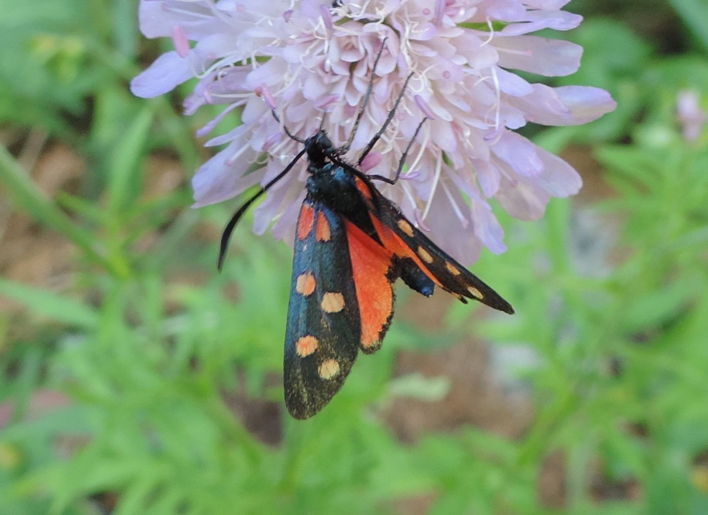 Altra Zygaena, forse transalpina? S