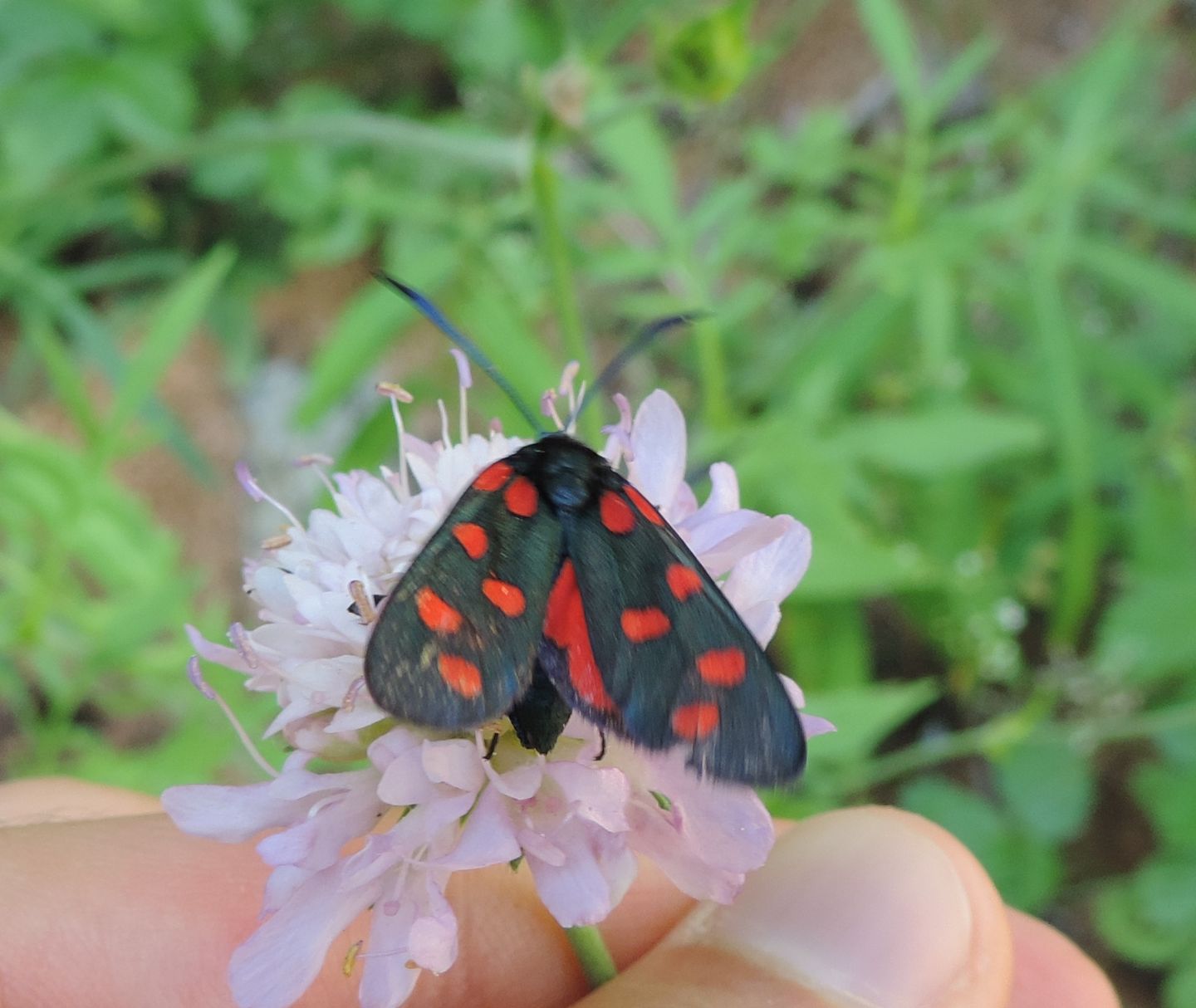 Altra Zygaena, forse transalpina? S