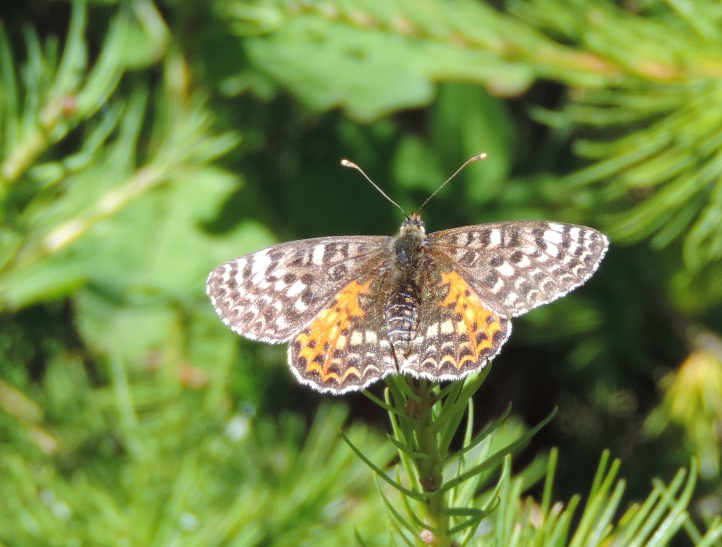 Ninfalide da identificare - Melitaea didyma