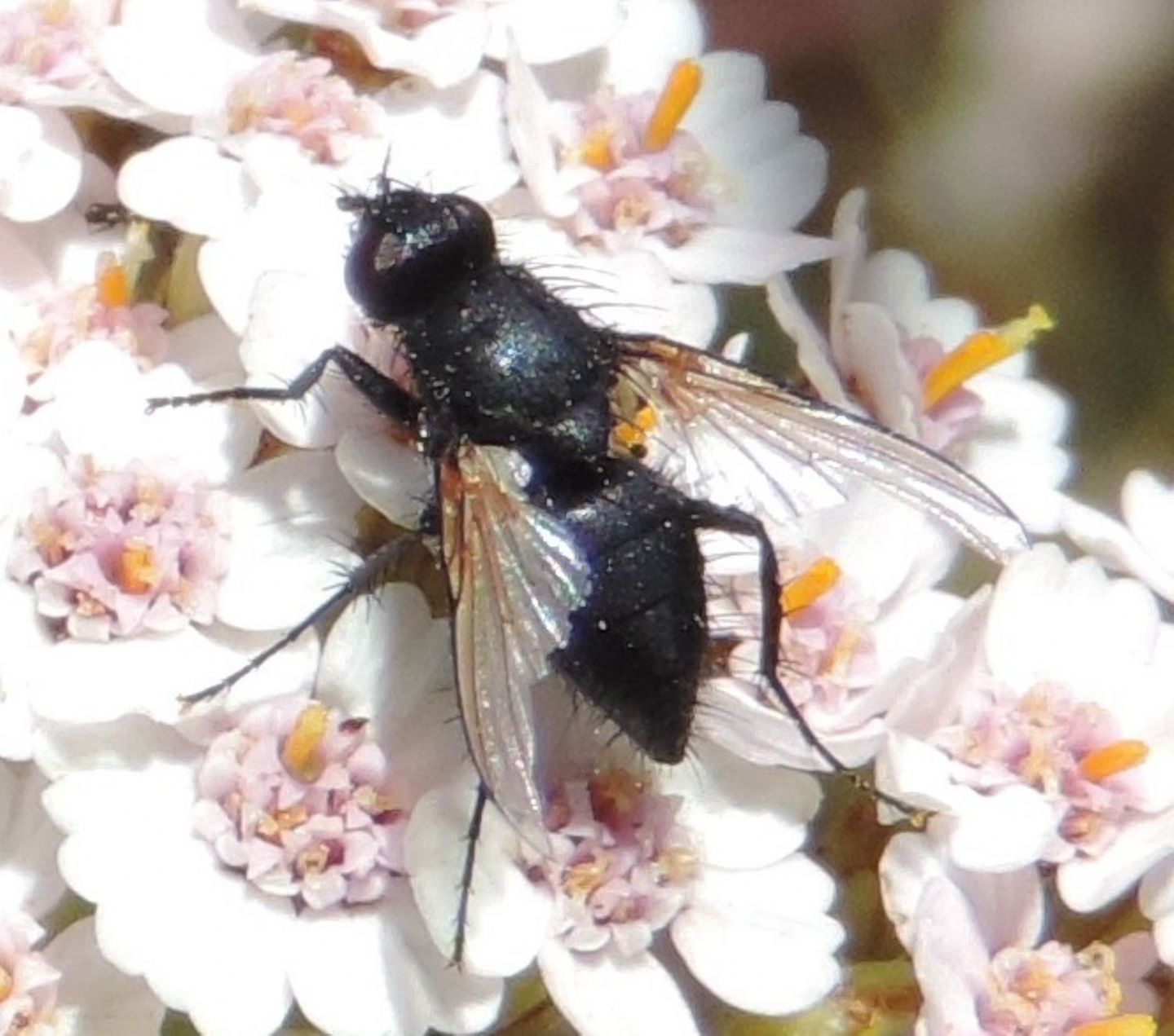 Muscidae: cfr. Drymeia sp.