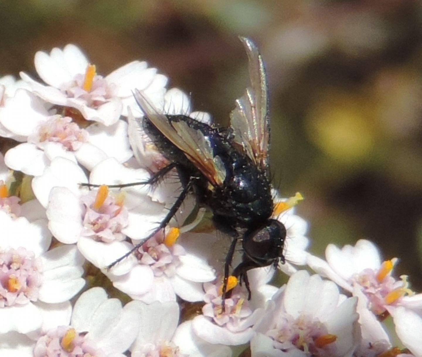 Muscidae: cfr. Drymeia sp.