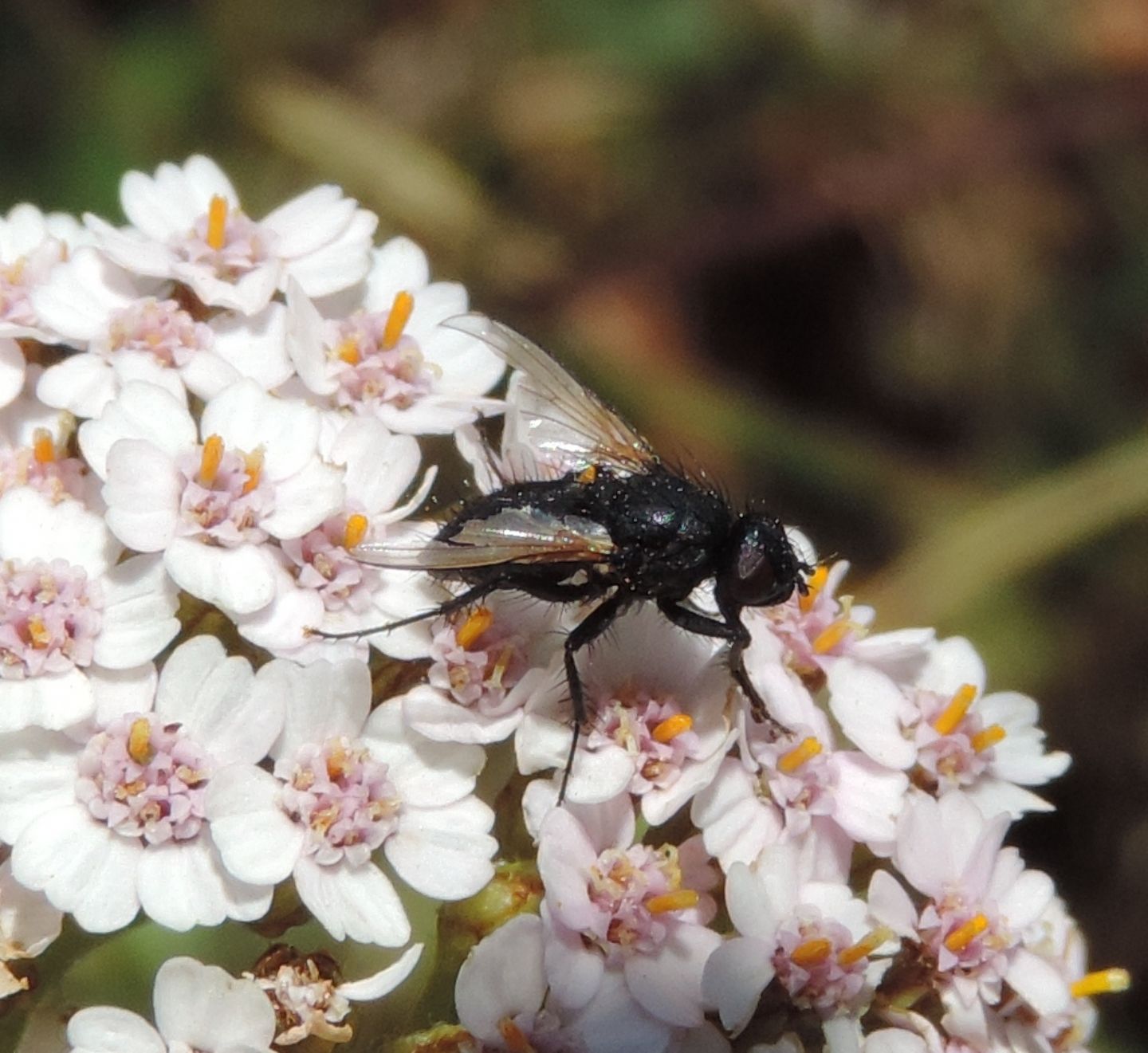 Muscidae: cfr. Drymeia sp.