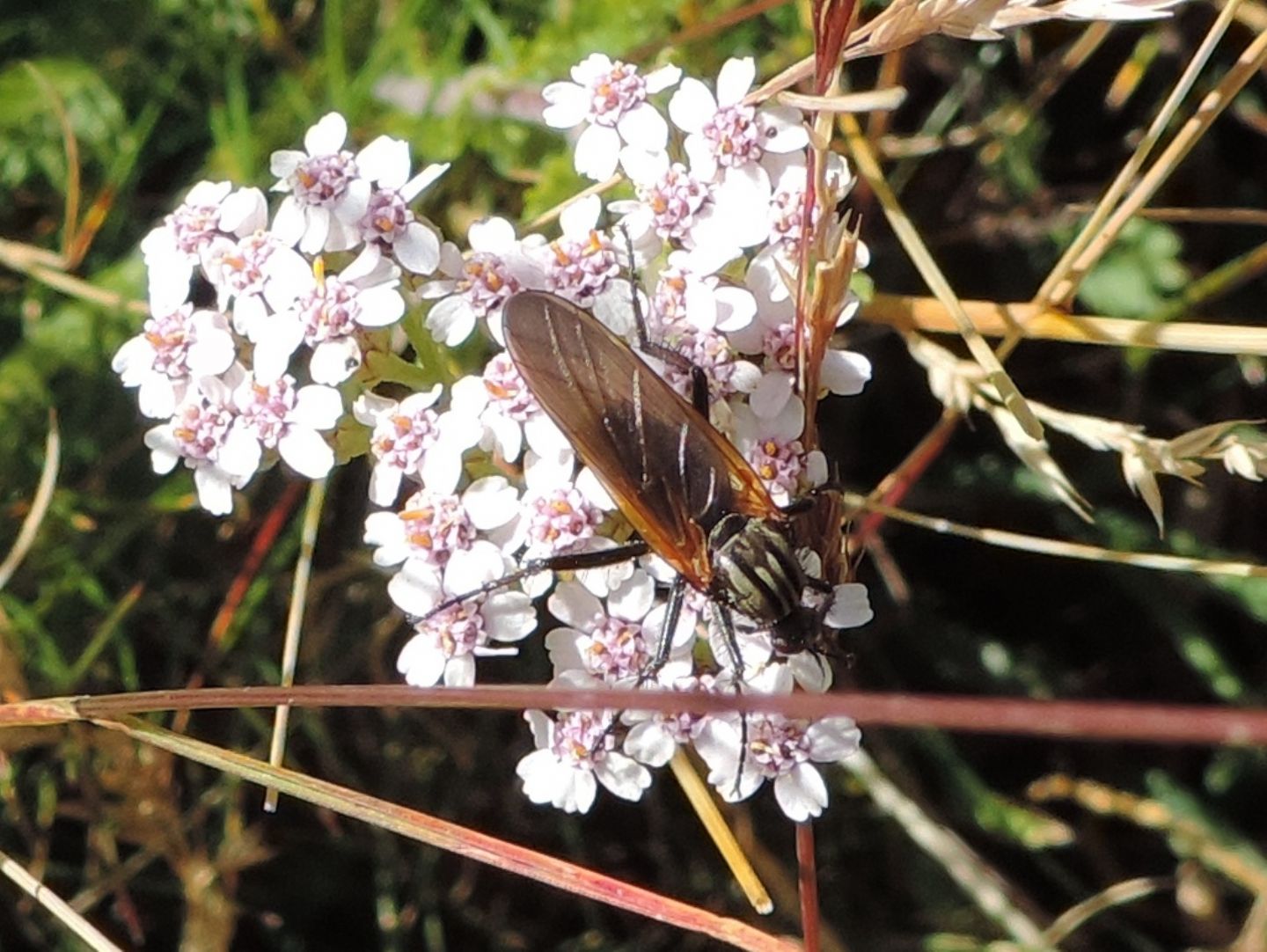 Quale Empis? Empis tessellata femmina (Empididae)