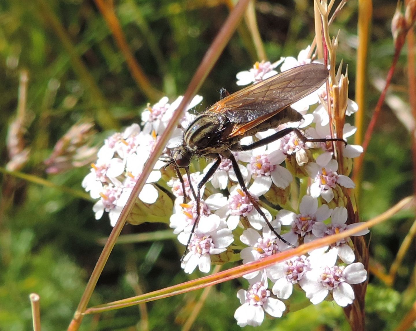 Quale Empis? Empis tessellata femmina (Empididae)