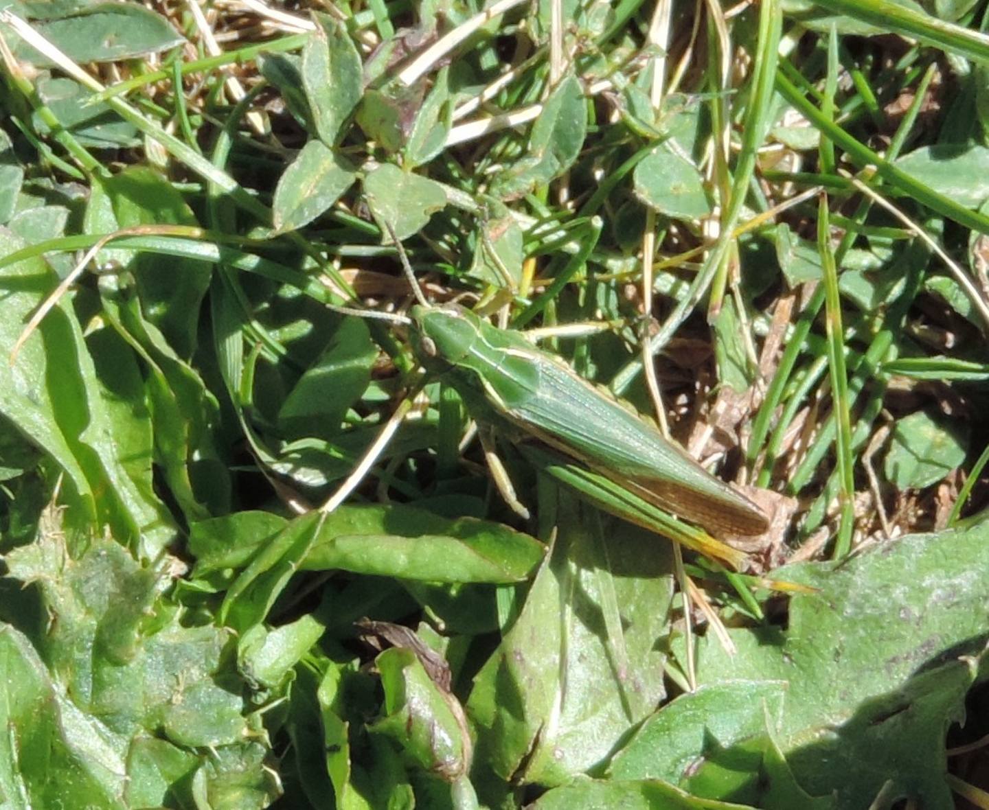 Acrididae:  Omocestus (Omocestus) viridulus, femmina