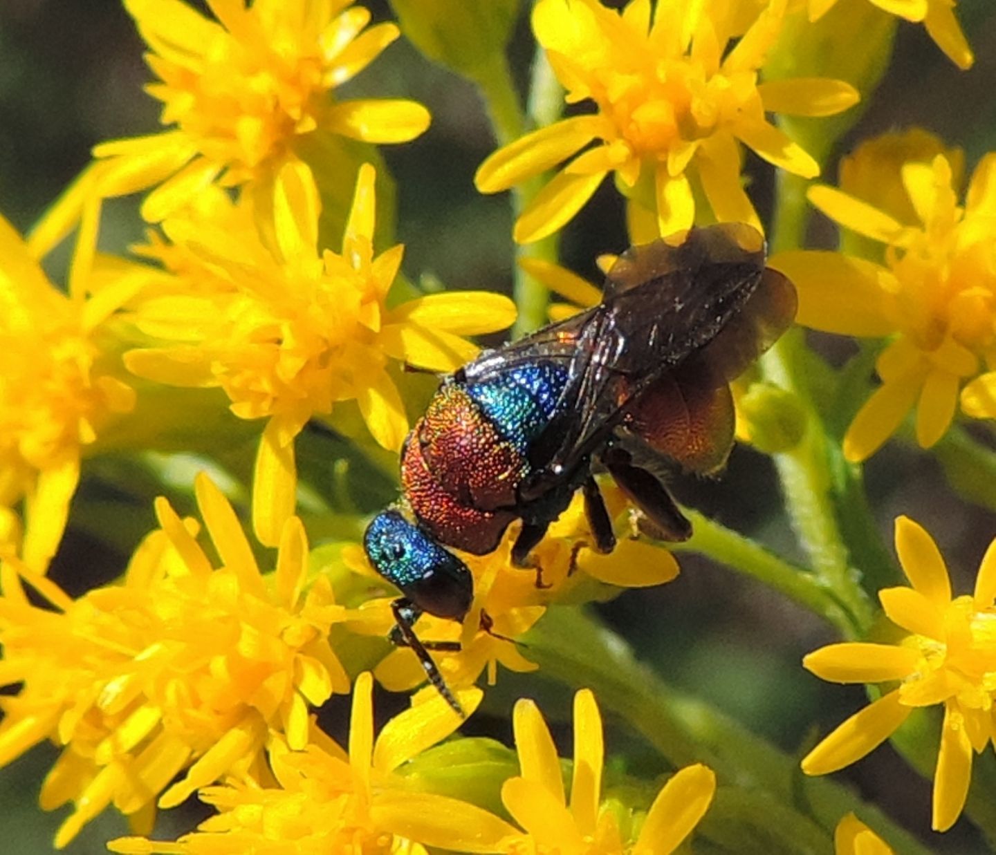 Chrysididae: Hedychrum cfr. niemelai