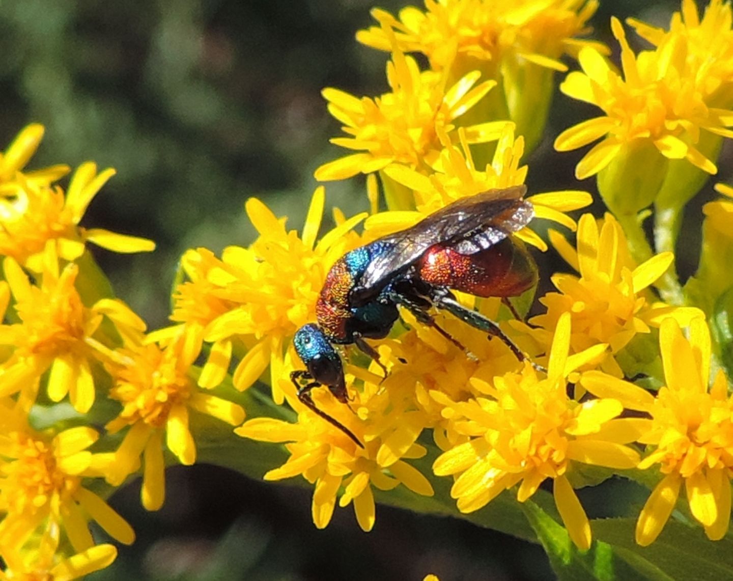 Chrysididae: Hedychrum cfr. niemelai