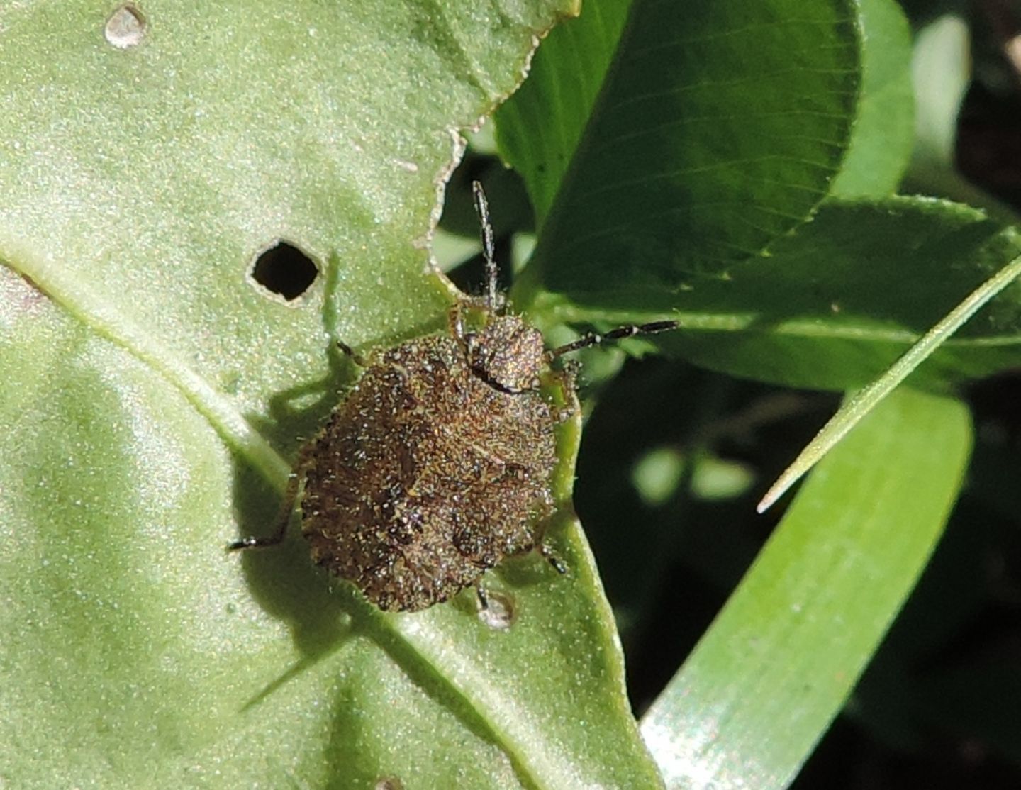 Pentatomidae: neanide di Dolycoris baccarum?  S !