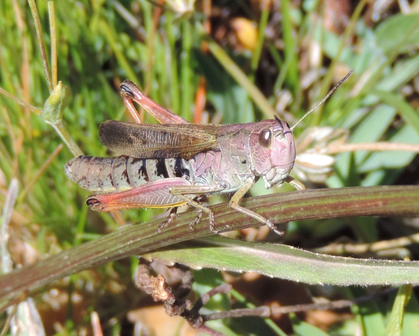 Cavalletta rosa:  Stauroderus scalaris, femmina