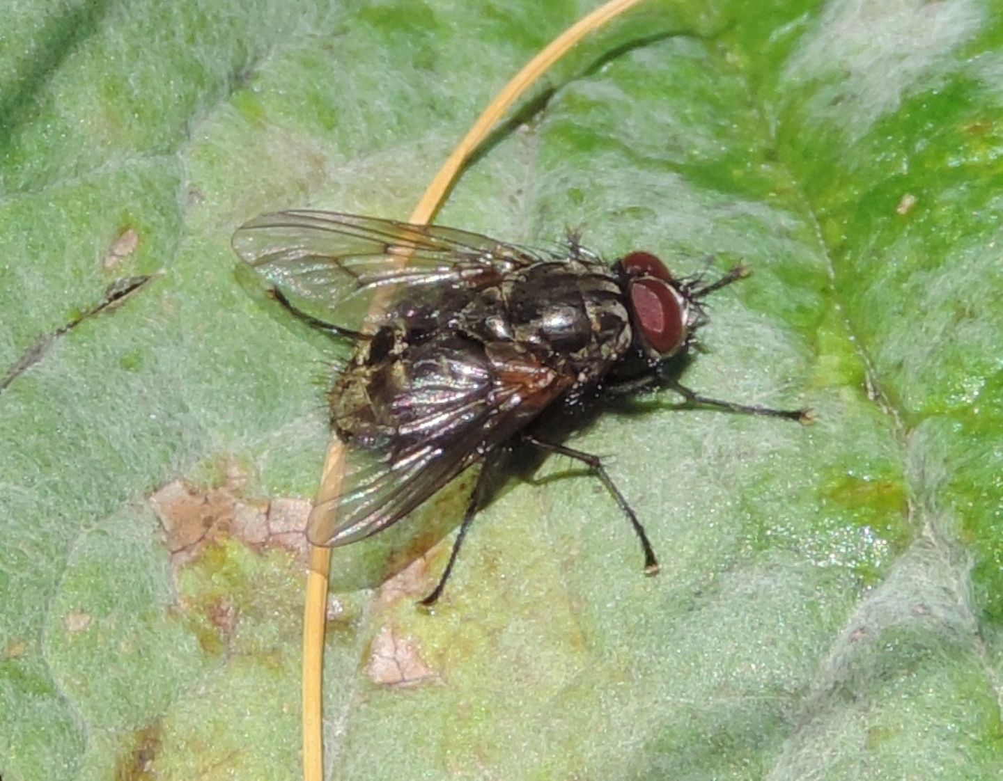 Muscidae? S, Phaonia sp., maschio