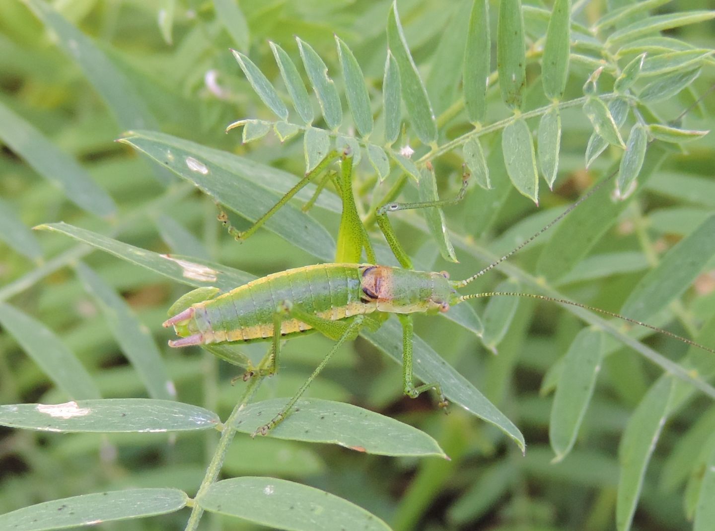 Phaneropteridae?  S, Leptophyes boscii