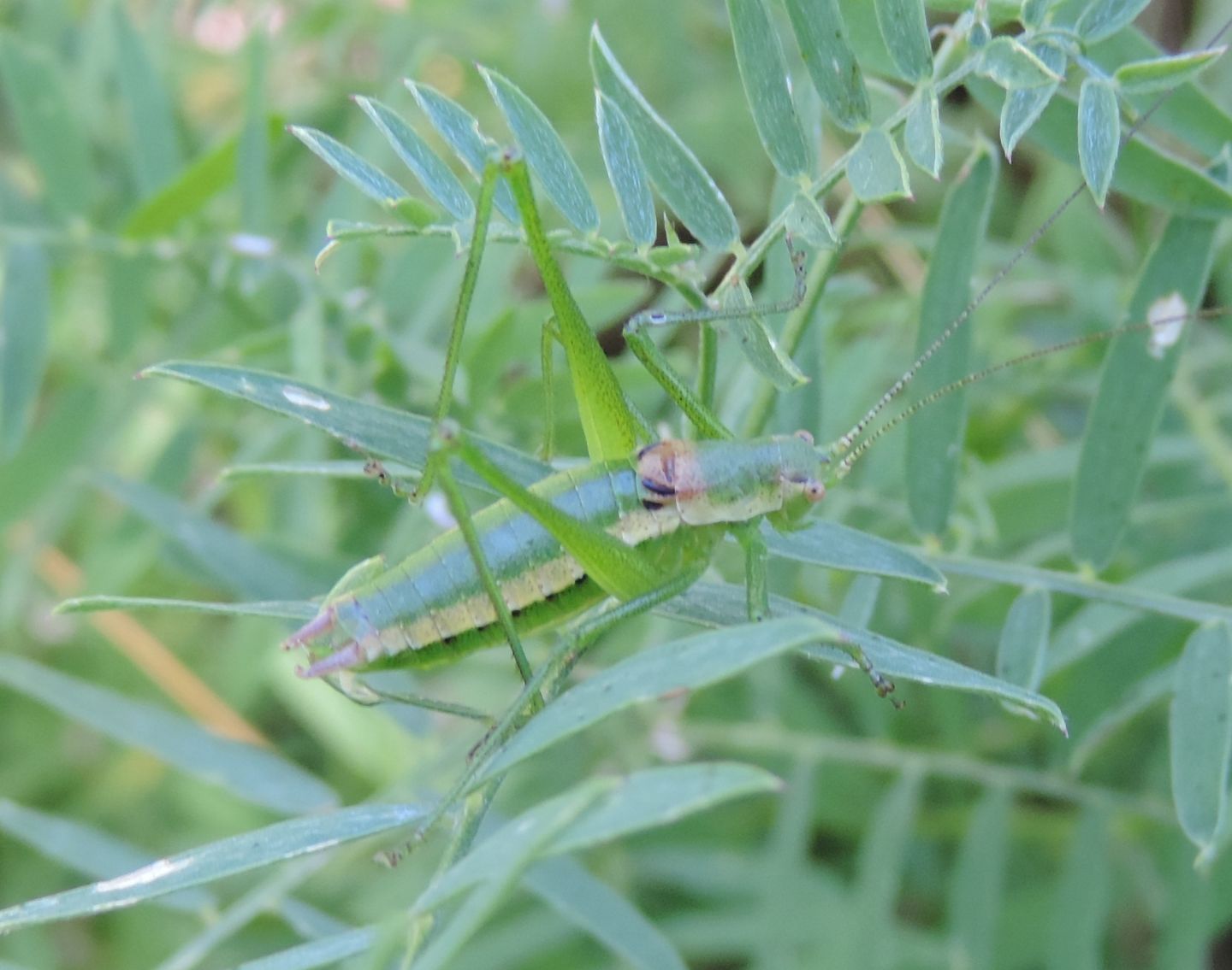 Phaneropteridae?  S, Leptophyes boscii