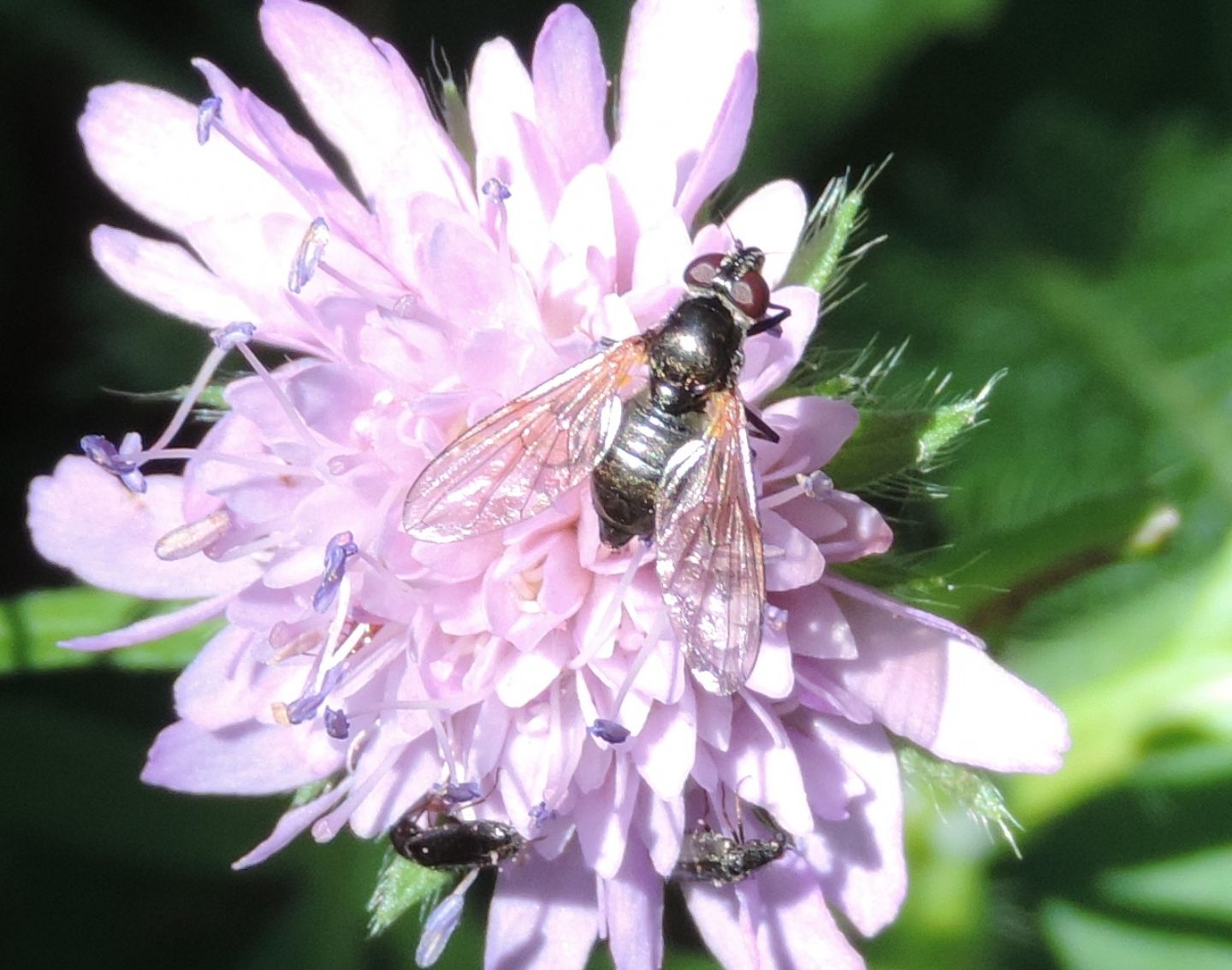 Cheilosia sp. (Syrphidae), femmina