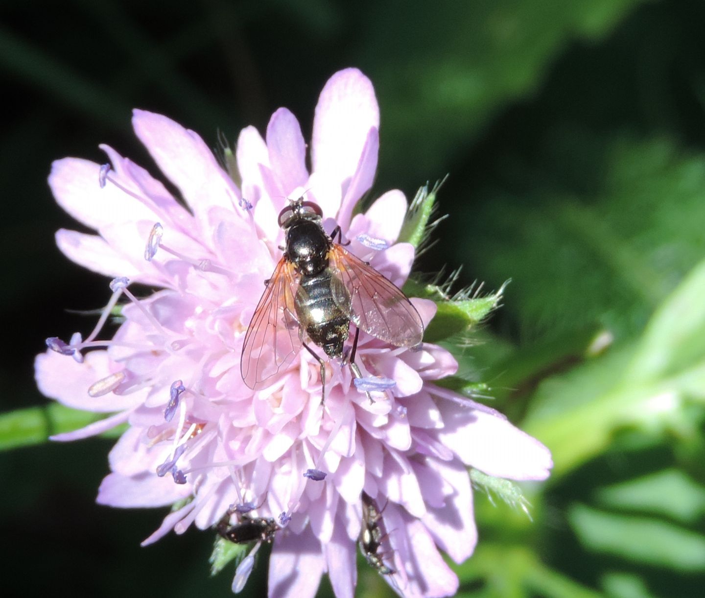 Cheilosia sp. (Syrphidae), femmina