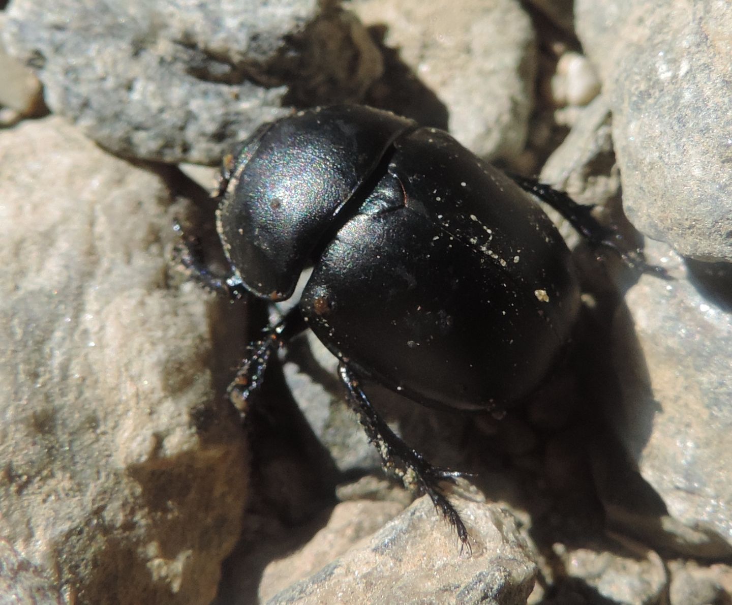 Geotrupidae: Trypocopris alpinus opacus