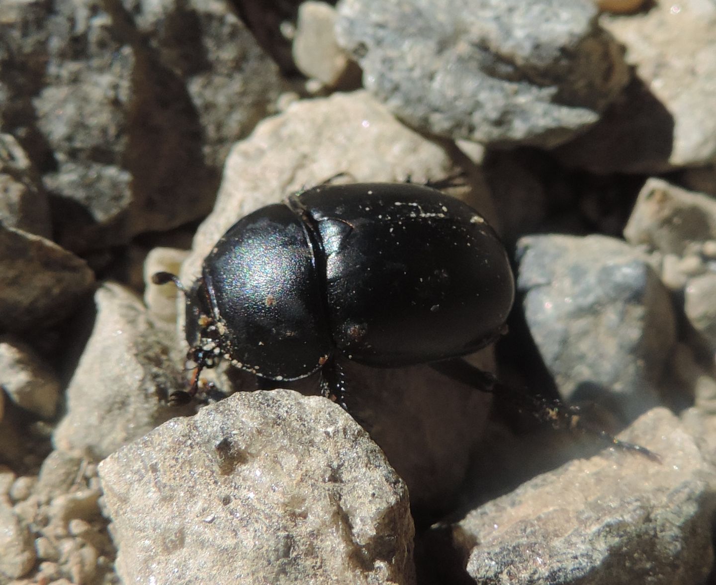 Geotrupidae: Trypocopris alpinus opacus