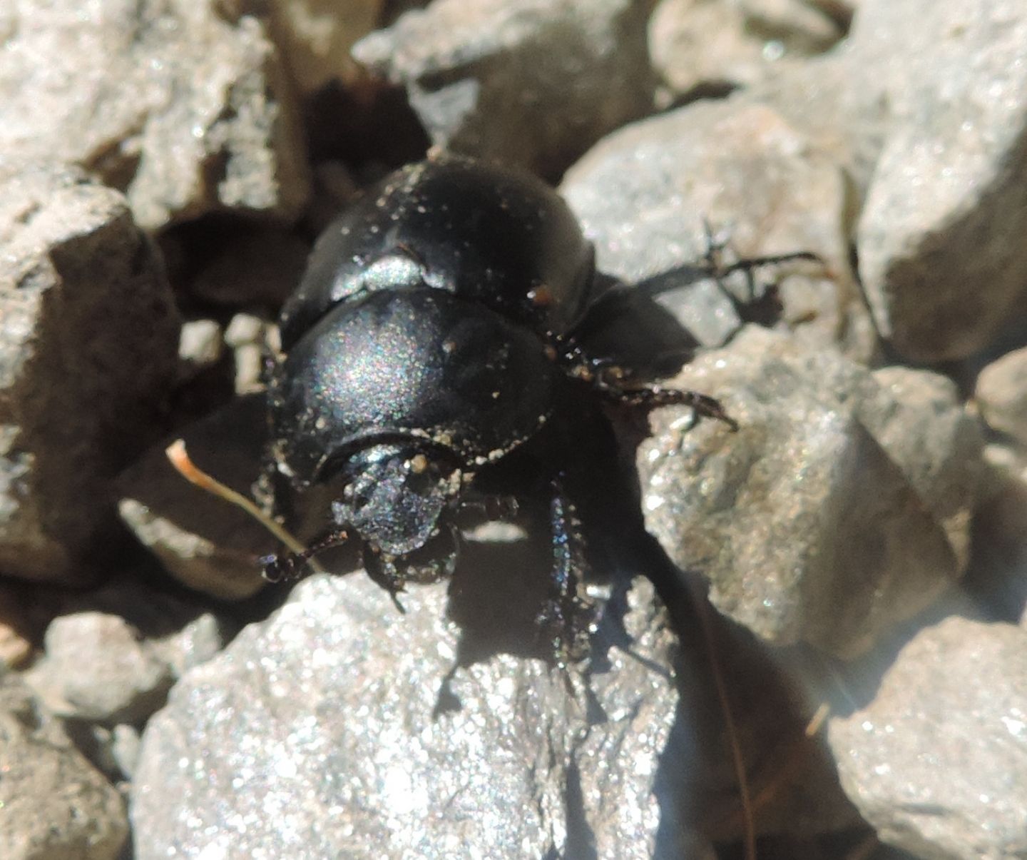 Geotrupidae: Trypocopris alpinus opacus