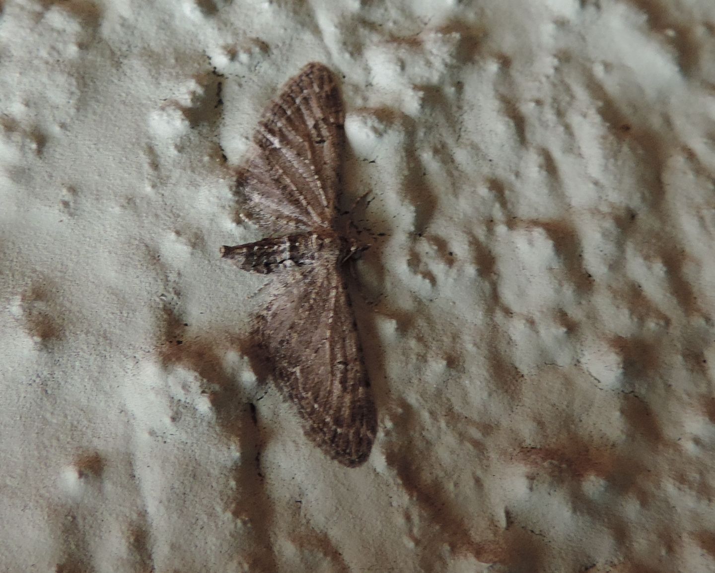 Eupithecia? da identificare... Eupitecia sp.