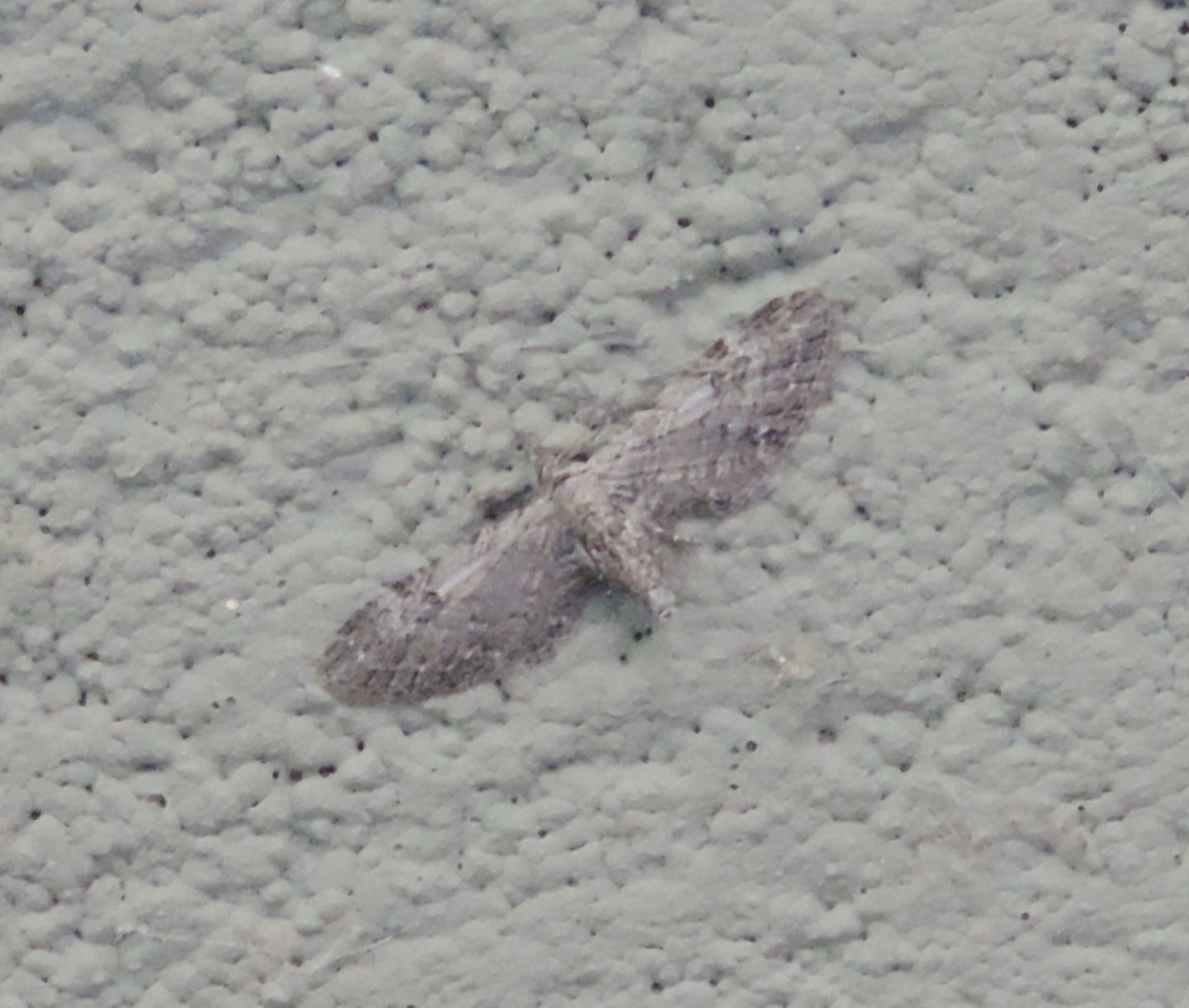 Altra Eupithecia?  S, Eupithecia sp.