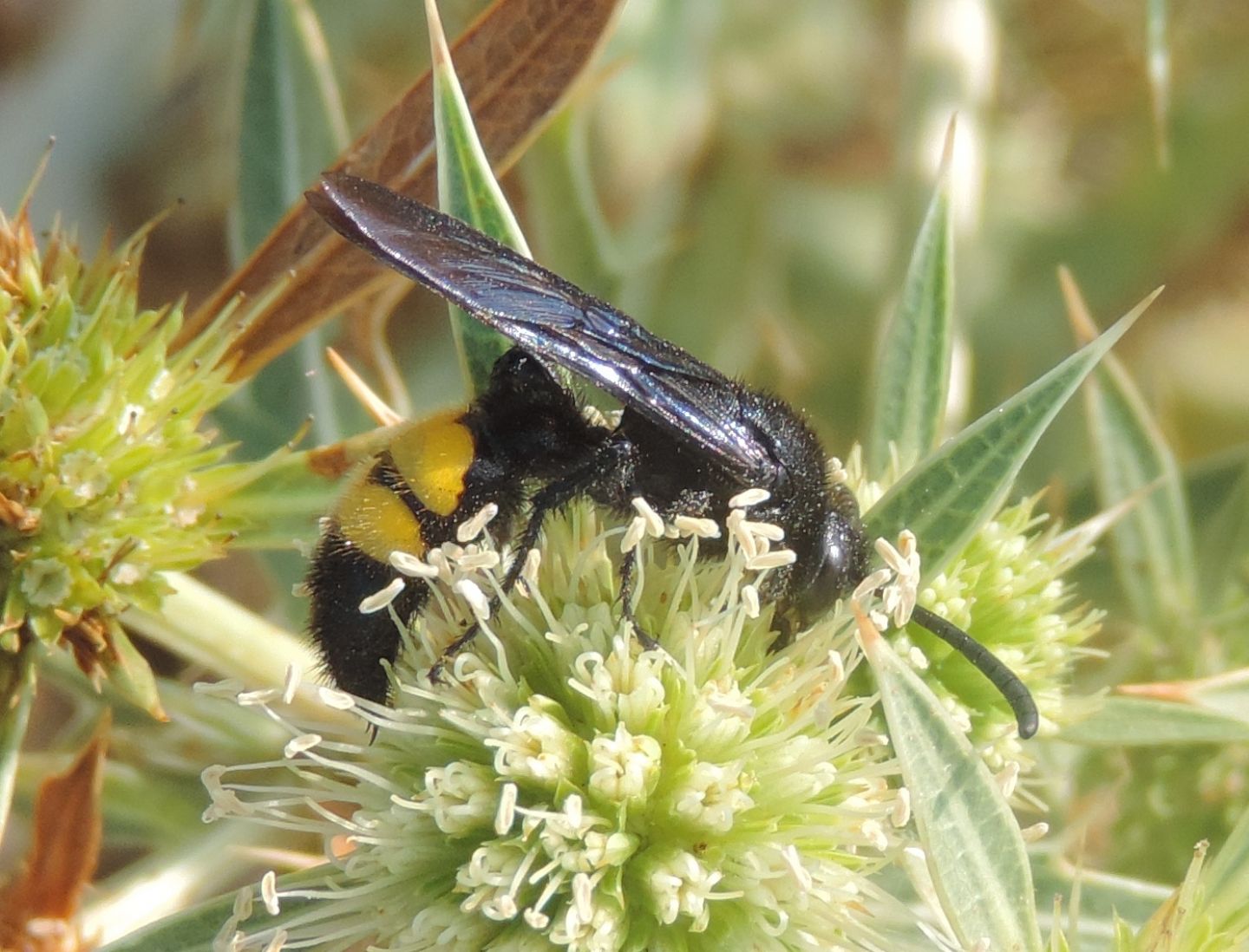 Scolia hirta?  S, maschio