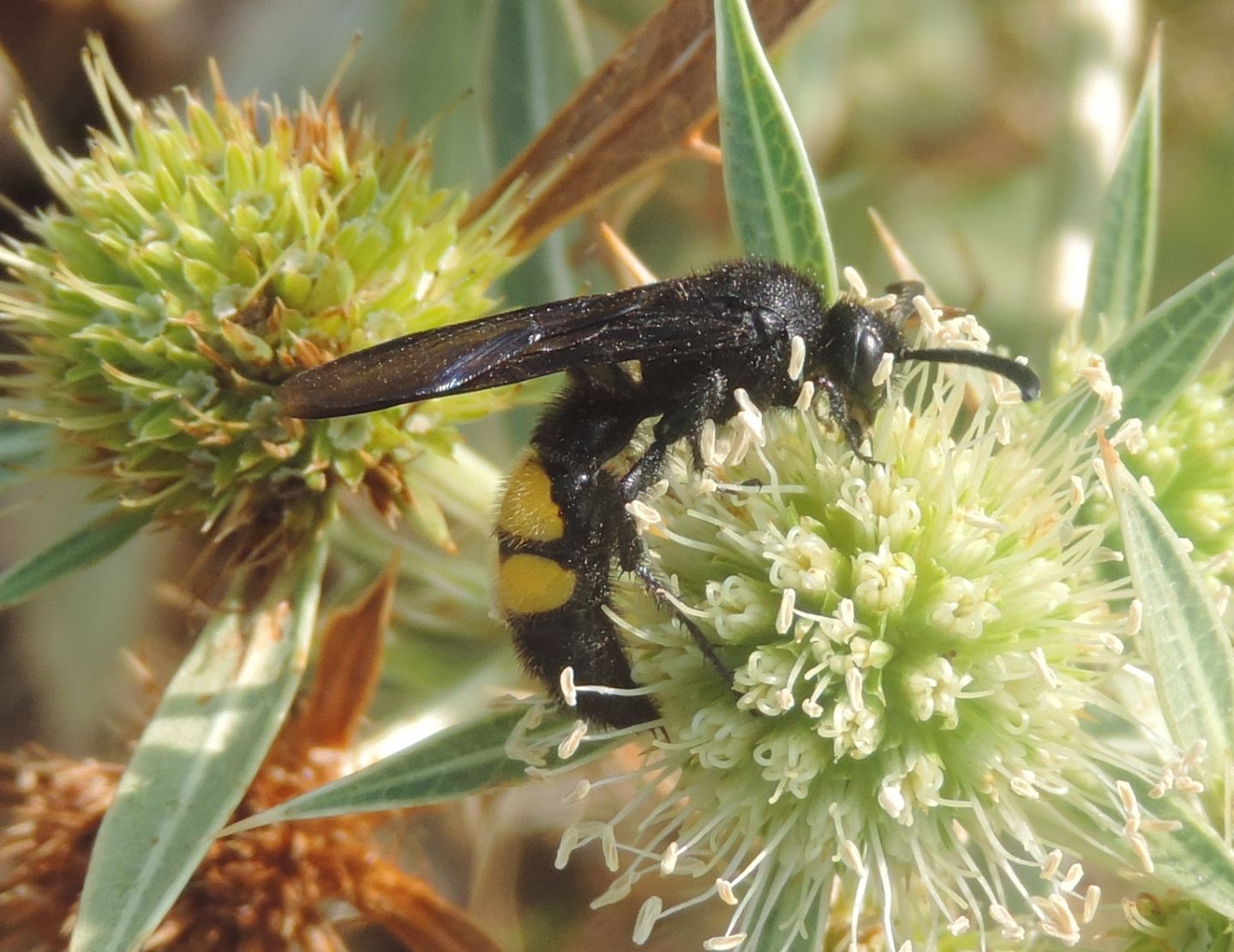 Scolia hirta?  S, maschio