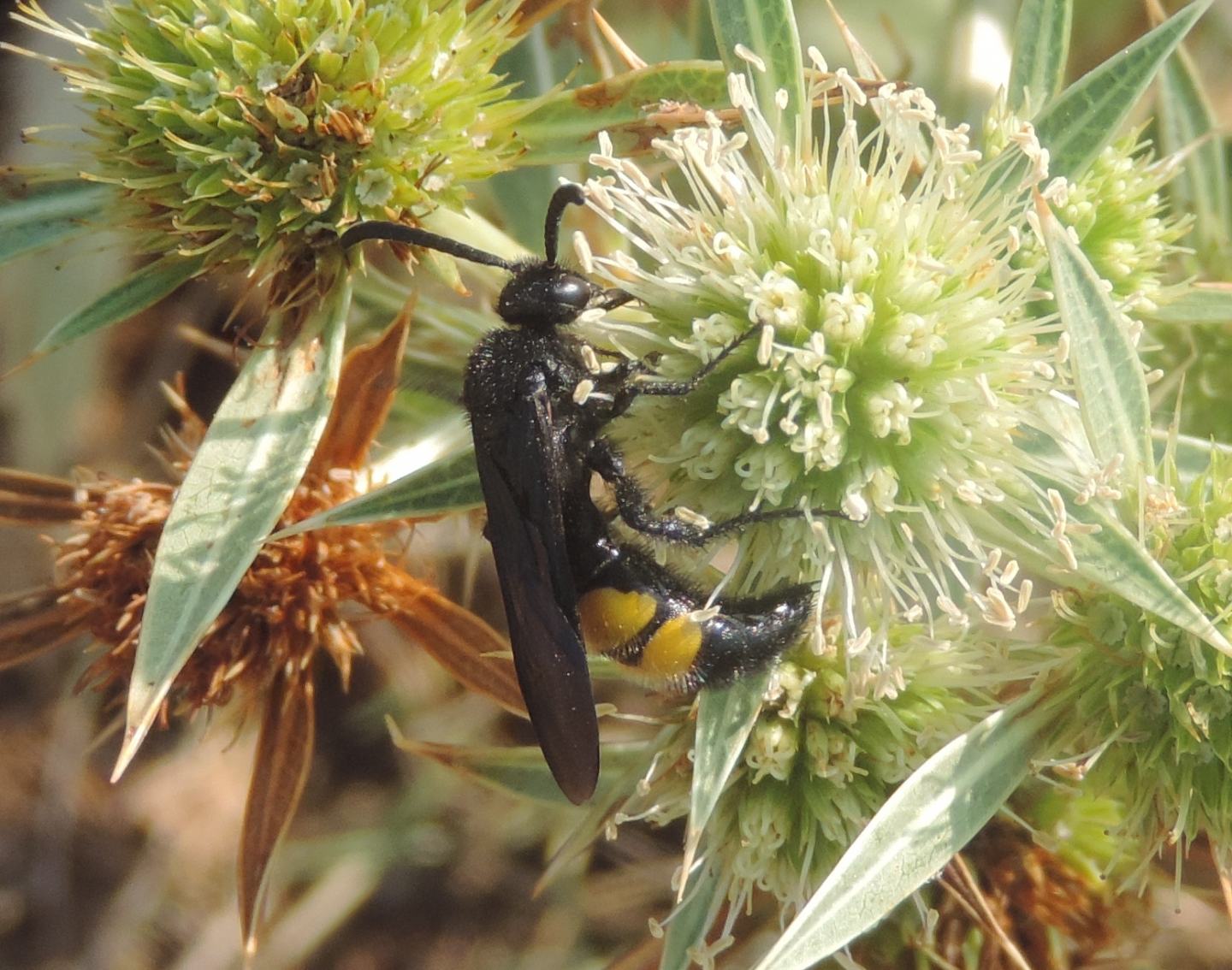 Scolia hirta?  S, maschio