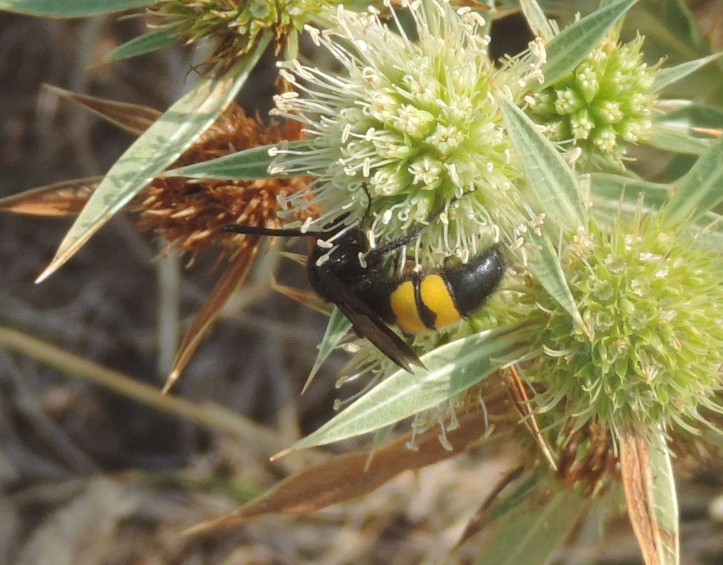 Scolia hirta?  S, maschio