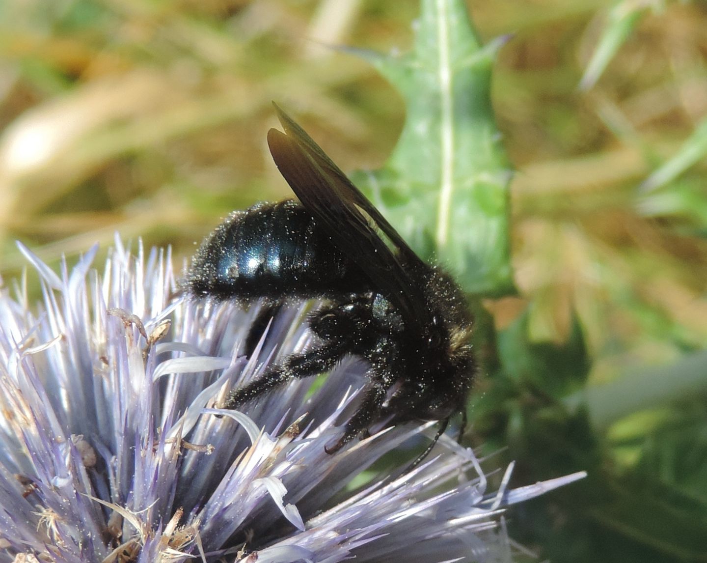 Apidae Xylocopinae: maschio di Xylocopa iris e Colpa quinquecincta, femmina (Scoliidae)