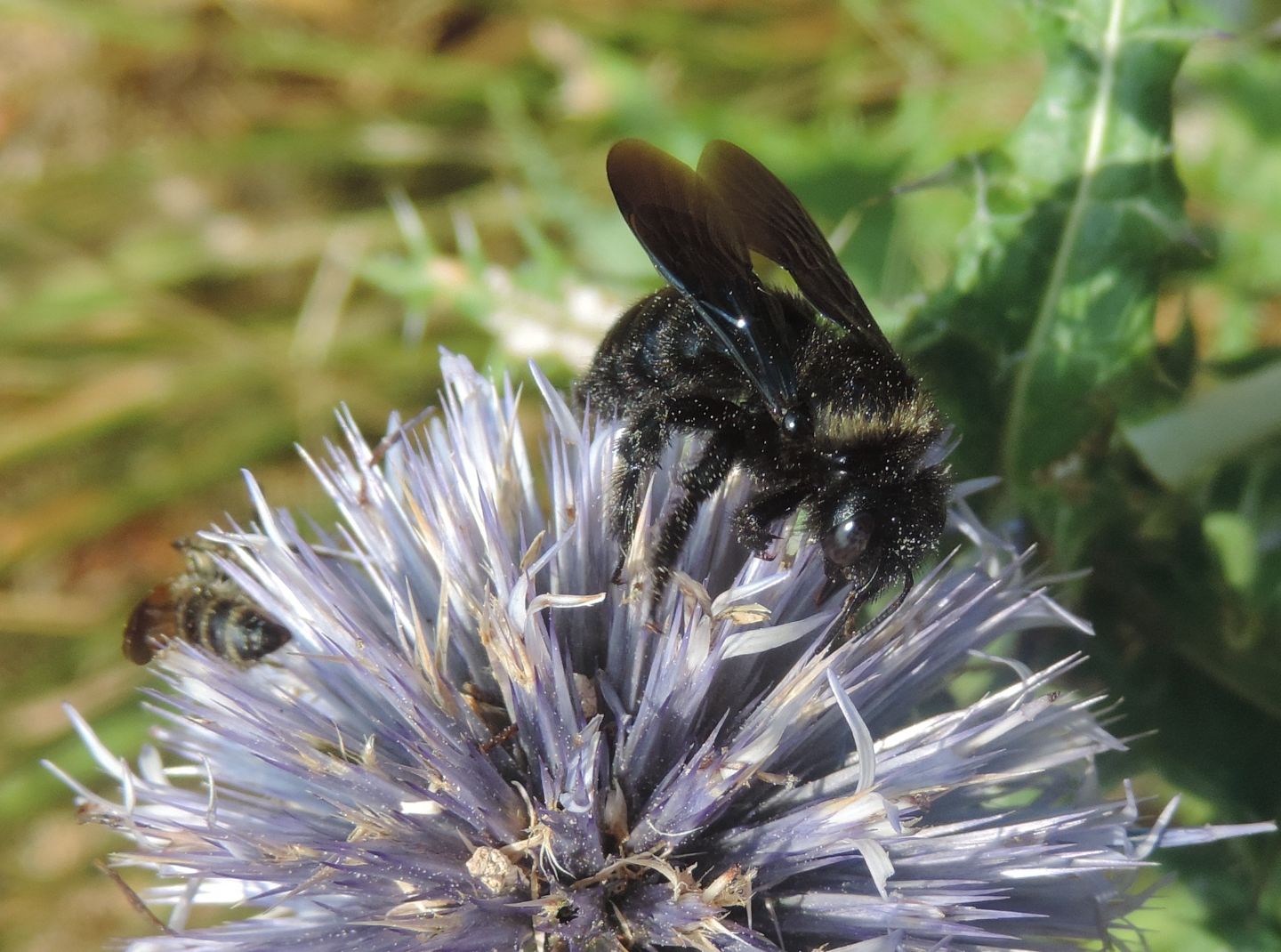 Apidae Xylocopinae: maschio di Xylocopa iris e Colpa quinquecincta, femmina (Scoliidae)