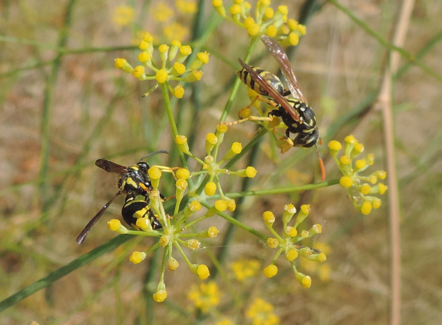 Vespidae: Eumenes sp. e Polistes dominula, femmina