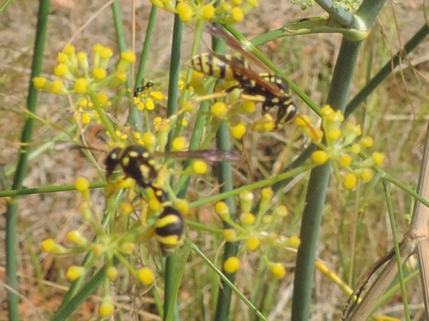 Vespidae: Eumenes sp. e Polistes dominula, femmina