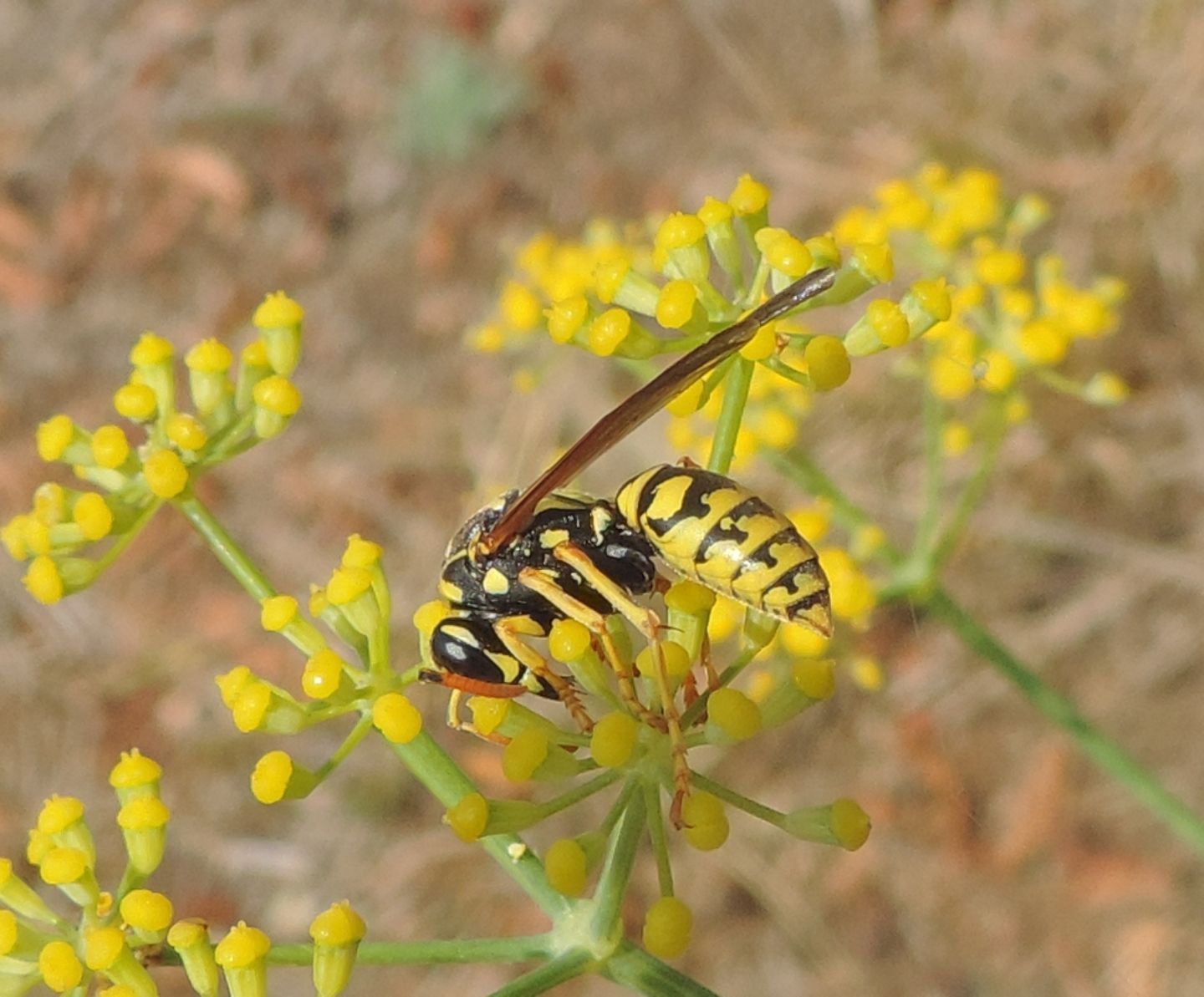 Vespidae: Eumenes sp. e Polistes dominula, femmina