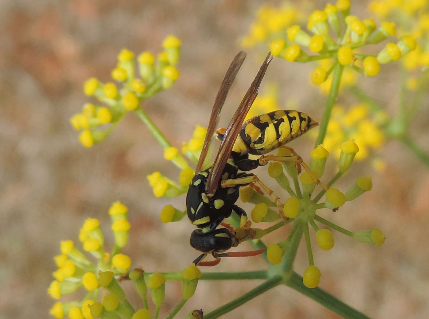 Vespidae: Eumenes sp. e Polistes dominula, femmina