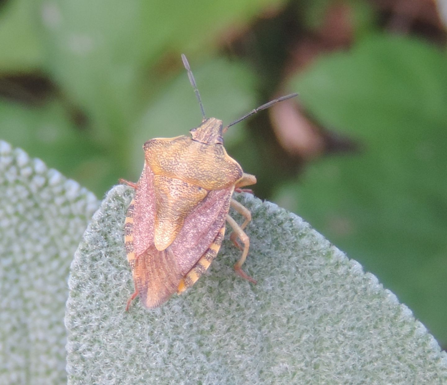 Pentatomidae: Carpocoris pudicus?  Carpocoris purpureipennis !