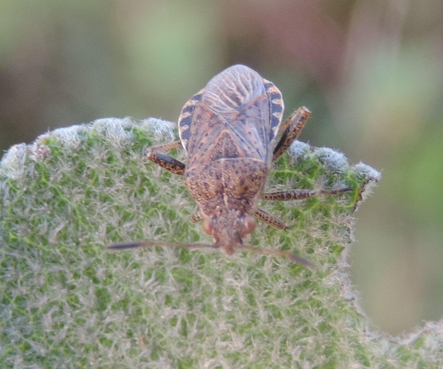 Rhopalidae: Stictopleurus punctatonervosus